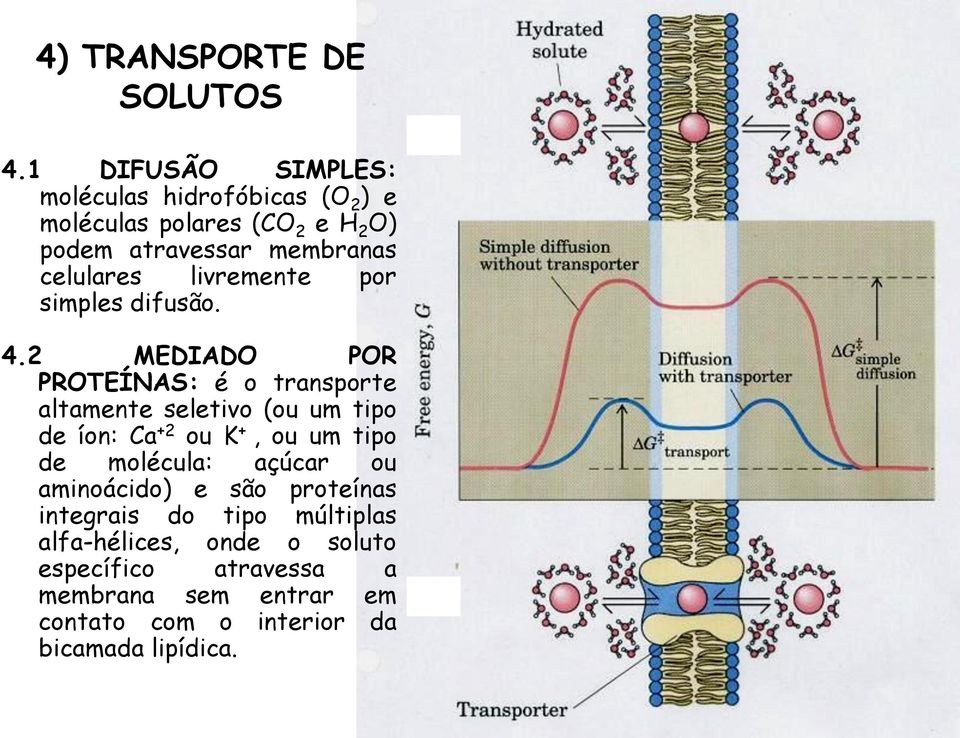 livremente por simples difusão. 4.