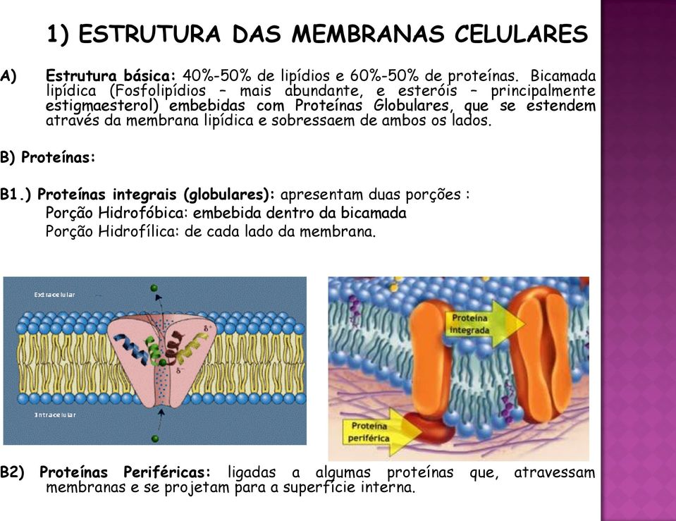 através da membrana lipídica e sobressaem de ambos os lados. B) Proteínas: B1.