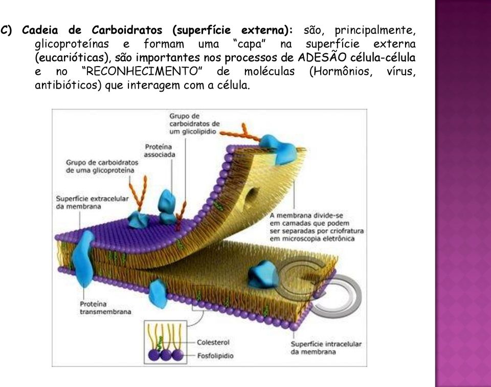 são importantes nos processos de ADESÃO célula-célula e no