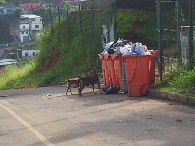 Figura 3 Animais remexendo o lixo na