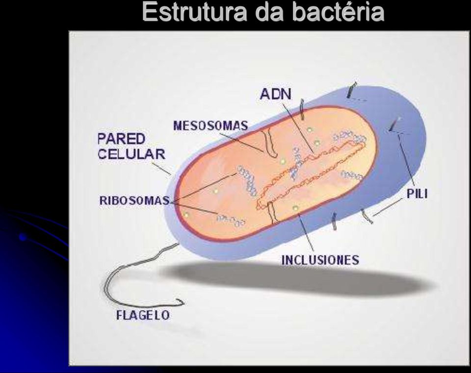 bactéria