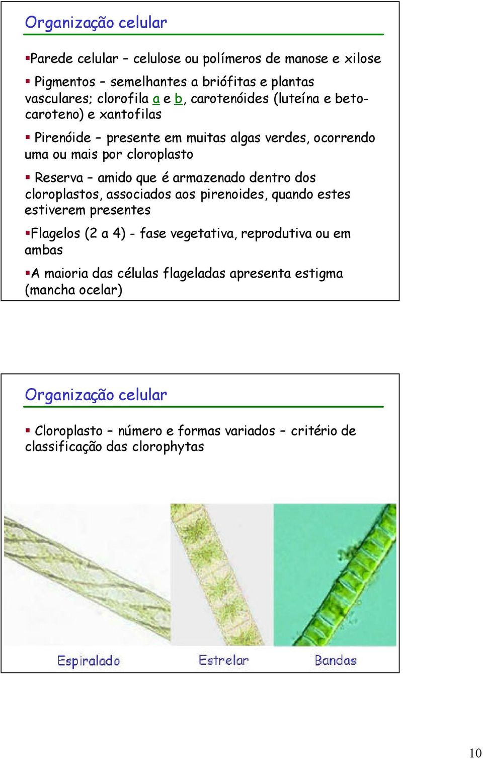 armazenado dentro dos cloroplastos, associados aos pirenoides, quando estes estiverem presentes Flagelos (2 a 4) - fase vegetativa, reprodutiva ou em ambas