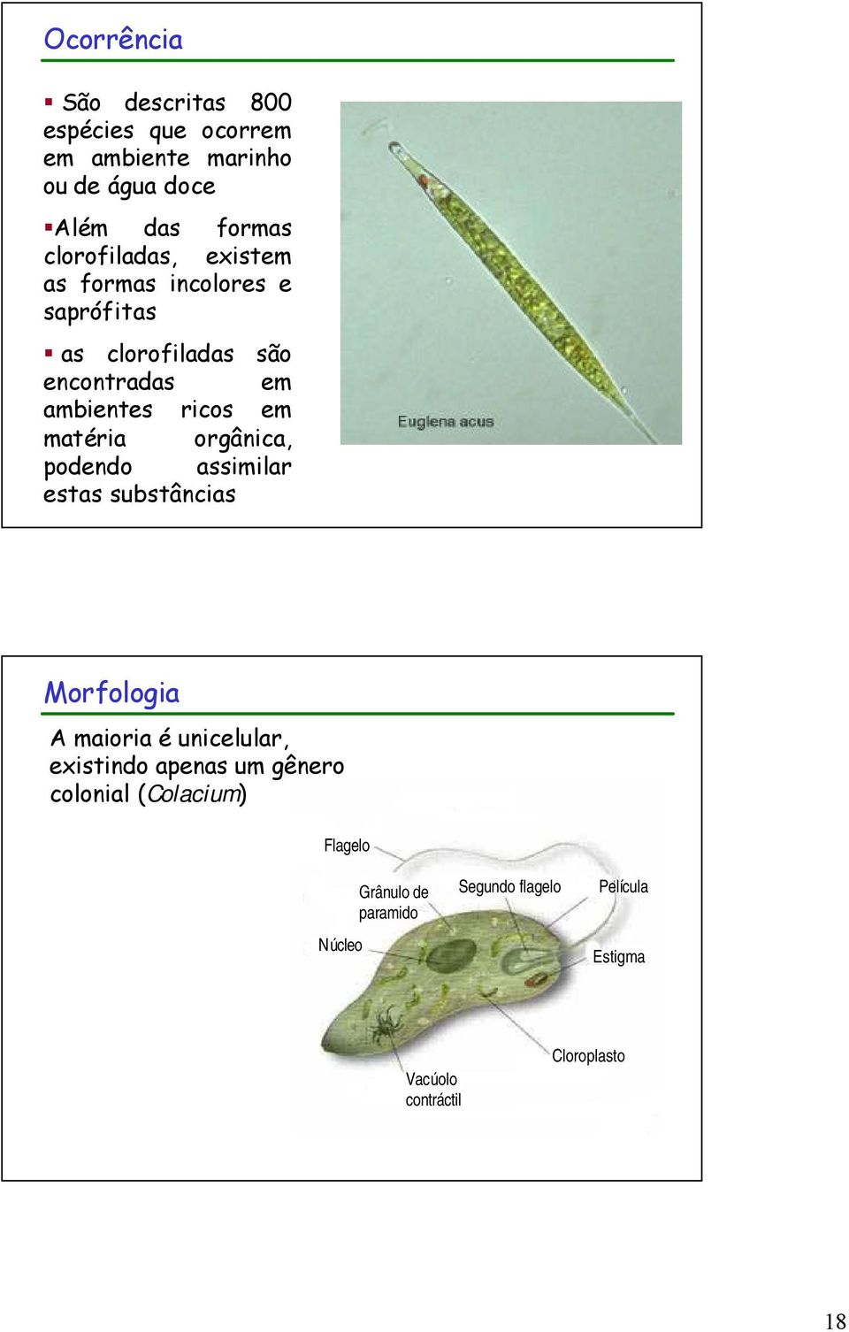 matéria orgânica, podendo assimilar estas substâncias Morfologia A maioria é unicelular, existindo apenas um