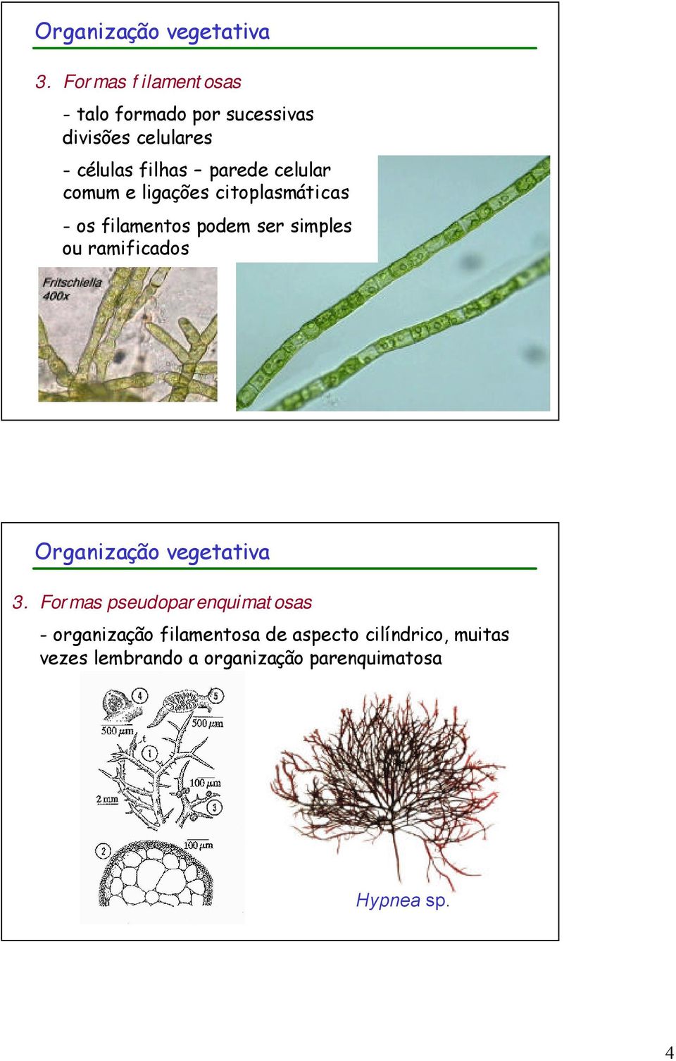 celular comum e ligações citoplasmáticas - os filamentos podem ser simples ou ramificados 