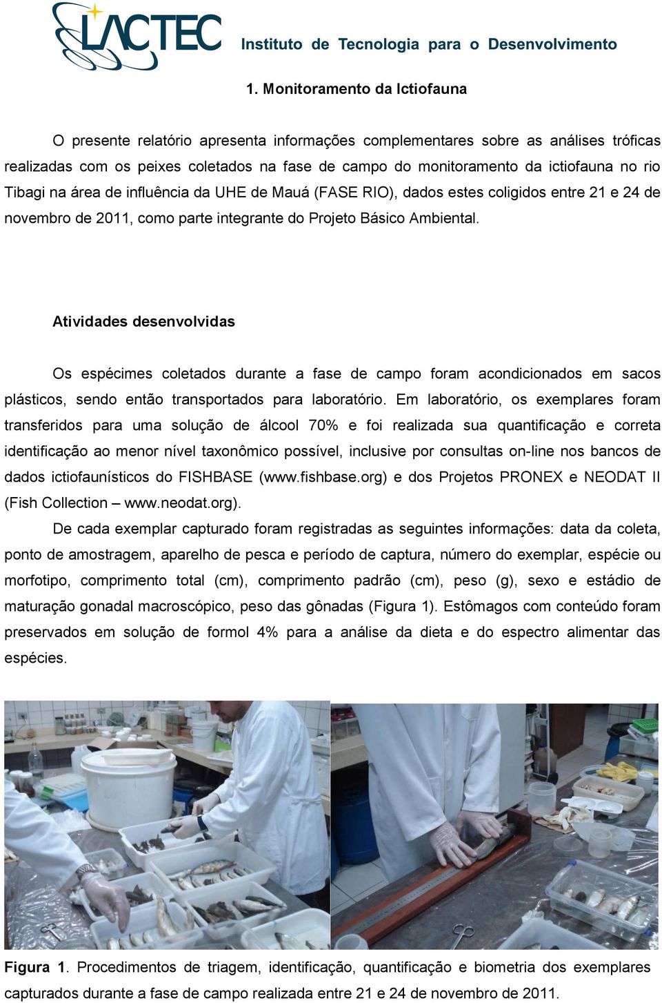 Atividades desenvolvidas Os espécimes coletados durante a fase de campo foram acondicionados em sacos plásticos, sendo então transportados para laboratório.