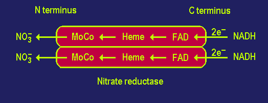 Em eucarióticos, a redutase do nitrato é um complexo enzimático (PM~200 300.000 D), possuindo flavina (FAD), grupo heme (citocromo b 557 ) e molibdênio.