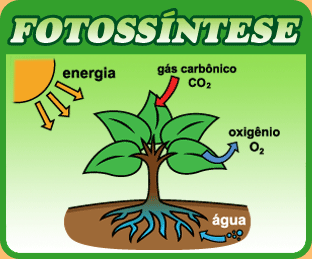 Características gerais Capacidade de realizar fotossíntese. Obs.
