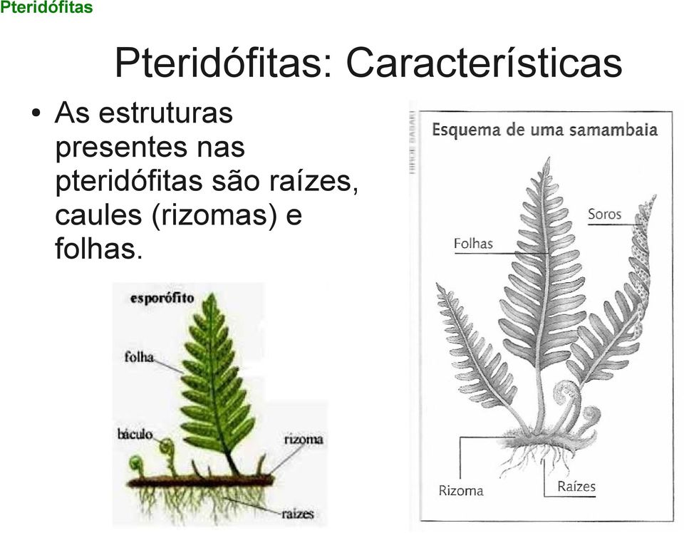 presentes nas pteridófitas são