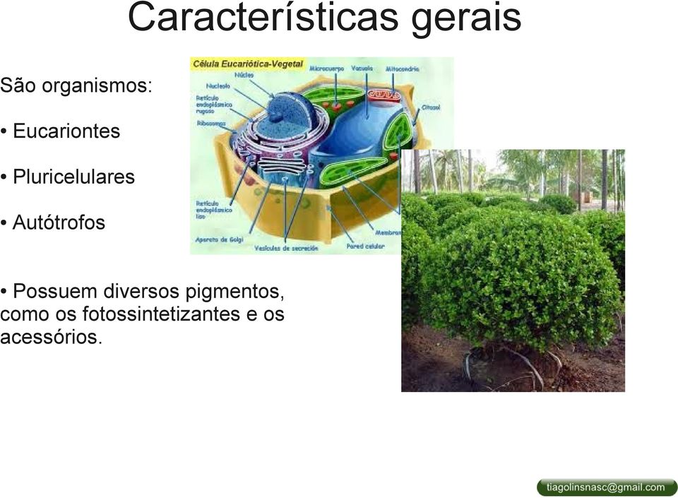 Pluricelulares Autótrofos Possuem