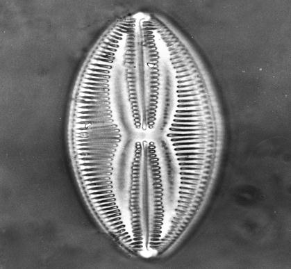 Diatomáceas - Bacillariophyceae CARACTERÍSTICAS GERAIS 285 gêneros e 12.