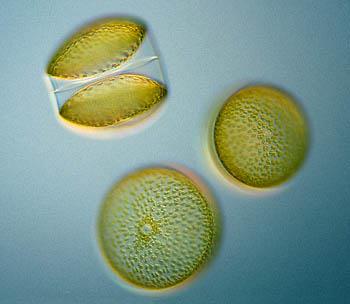 MORFOLOGIA BACILLARIOPHYCEAE (diatomáceas) Formas unicelulares ou cocóides (maioria) e coloniais Coloração