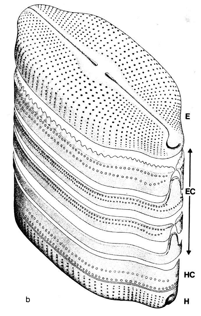 MORFOLOGIA BACILLARIOPHYCEAE (diatomáceas) FRÚSTULA Parede celular altamente