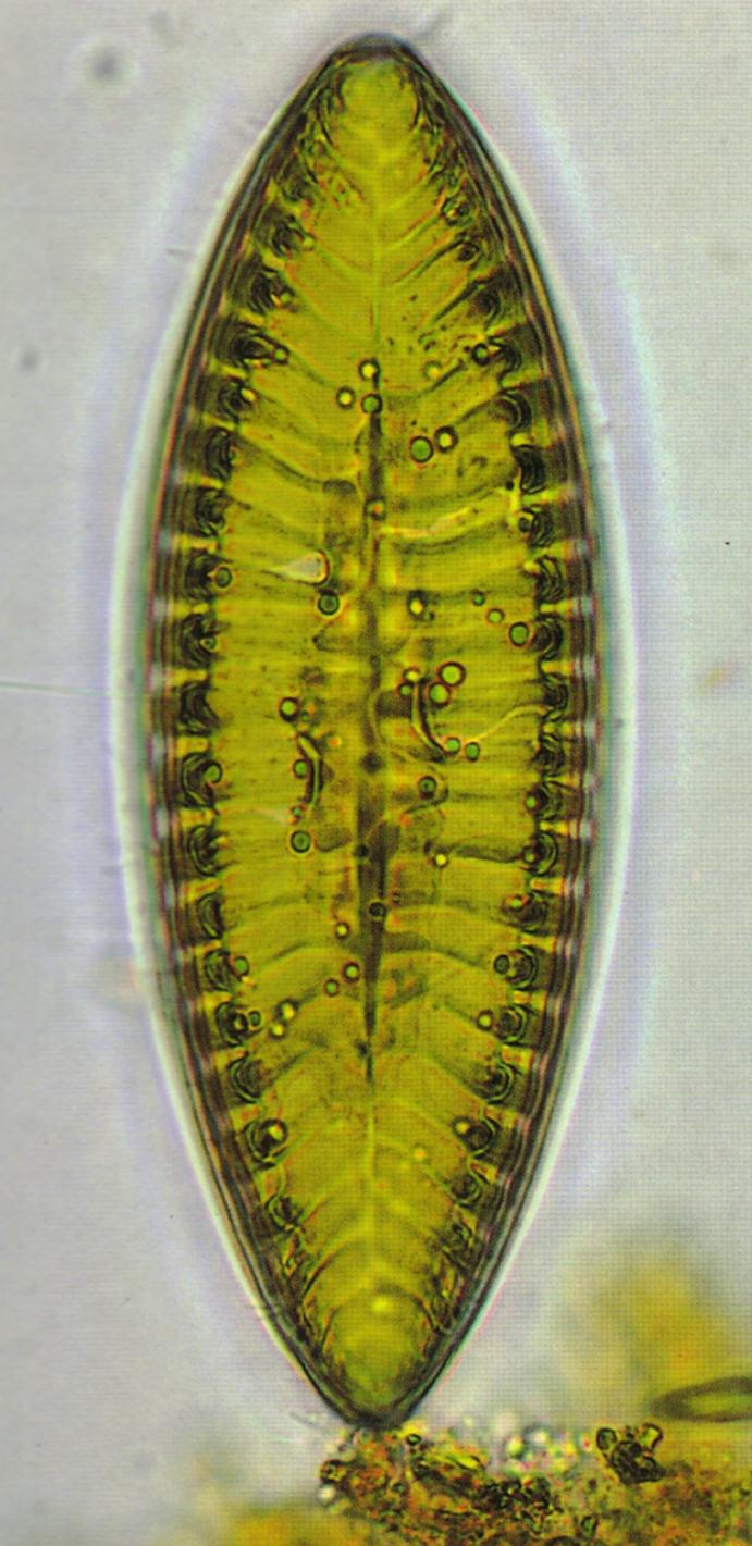 BACILLARIOPHYCEAE (diatomáceas) CARACTERÍSTICAS DISTINTIVAS DAS ORDENS DE DIATOMÁCEAS Ordem Pennales Simetria bilateral 1-2 cloroplasto laminares parietais Ornamentação penada ou