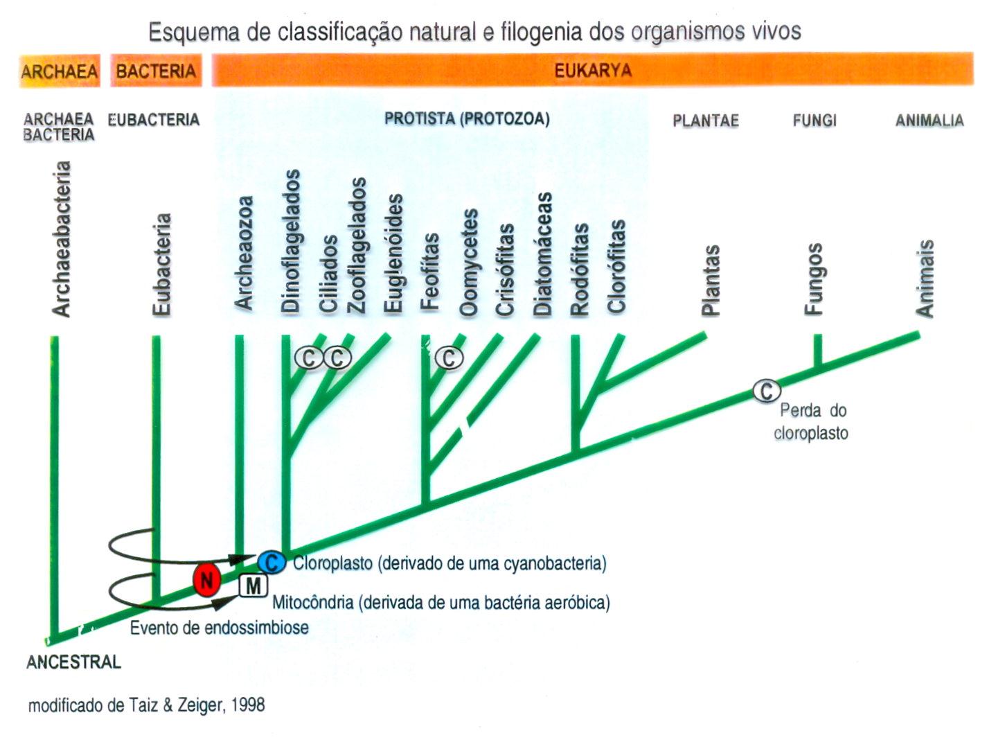 Origem dos