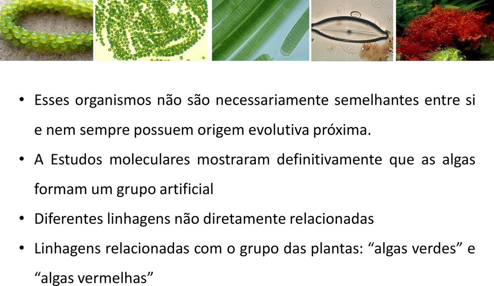 A Estudos moleculares mostraram definitivamente que as algas formam um grupo