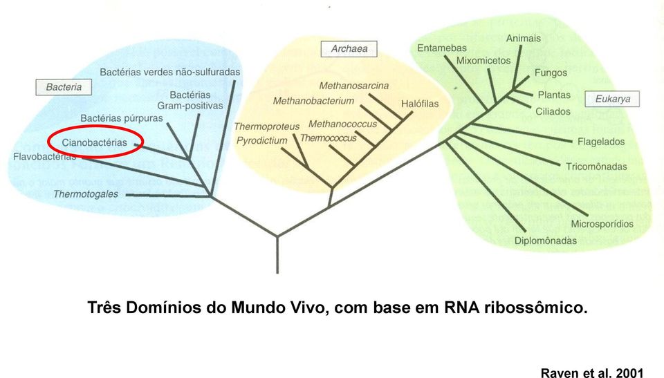 base em RNA