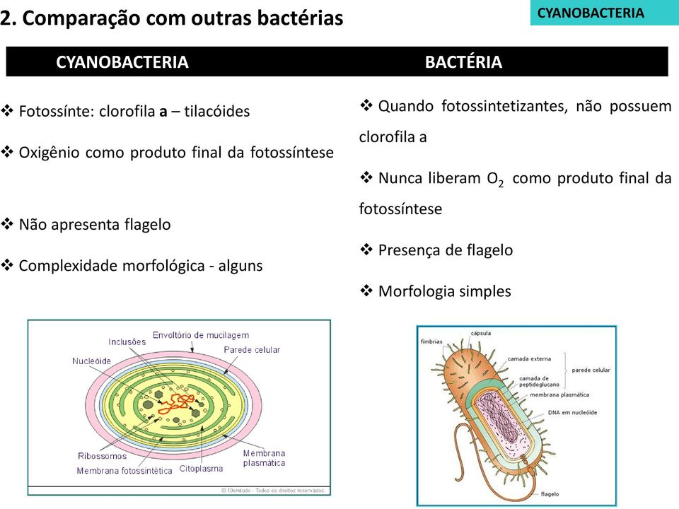 Complexidade morfológica - alguns BACTÉRIA Quando fotossintetizantes, não possuem