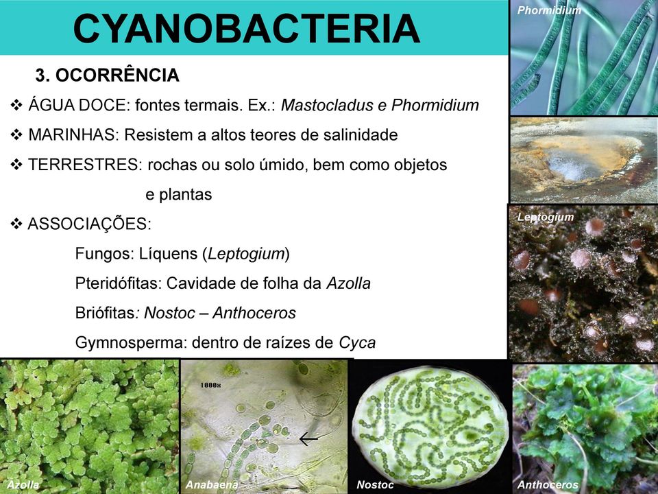 solo úmido, bem como objetos e plantas ASSOCIAÇÕES: Fungos: Líquens (Leptogium) Pteridófitas: