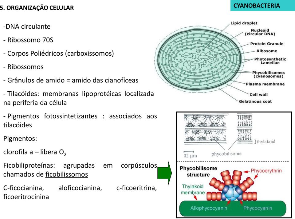 periferia da célula - Pigmentos fotossintetizantes : associados aos tilacóides Pigmentos: clorofila a libera O 2