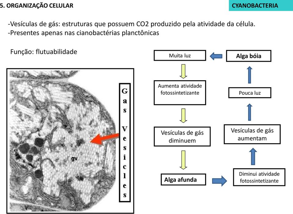 -Presentes apenas nas cianobactérias planctônicas Função: flutuabilidade Muita luz Alga