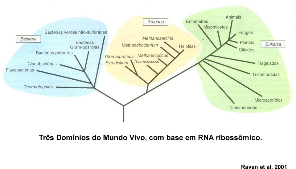 base em RNA