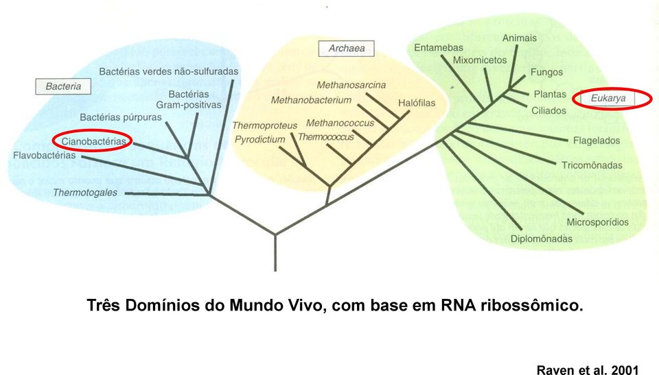 base em RNA