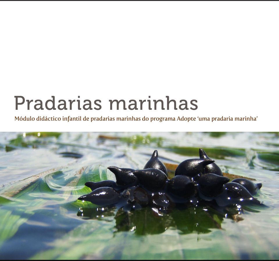 pradarias marinhas do