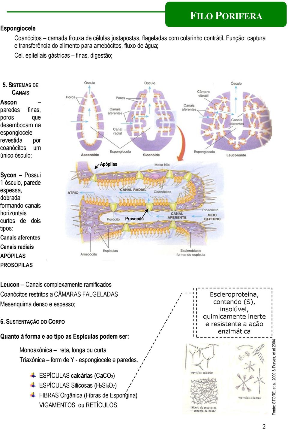 SISTEMAS DE CANAIS Ascon paredes finas, poros que desembocam na espongiocele revestida por coanócitos, um único ósculo; Sycon Possui 1 ósculo, parede espessa, dobrada formando canais horizontais