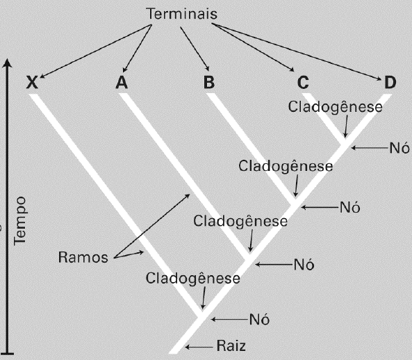 Introdução A sistemática é a ciência dedicada a inventariar e descrever a biodiversidade e compreender as relações filogenéticas, ou seja, as relações evolutivas entre grupos de organismos (espécies,