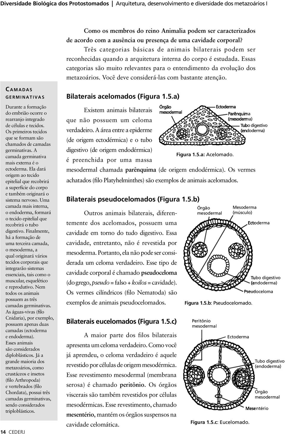 Essas categorias são muito relevantes para o entendimento da evolução dos metazoários. Você deve considerá-las com bastante atenção.