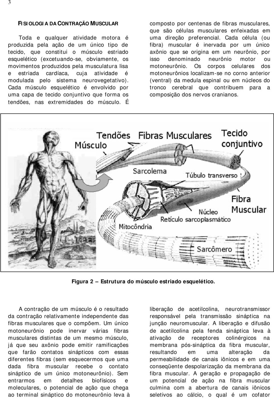 Cada músculo esquelético é envolvido por uma capa de tecido conjuntivo que forma os tendões, nas extremidades do músculo.