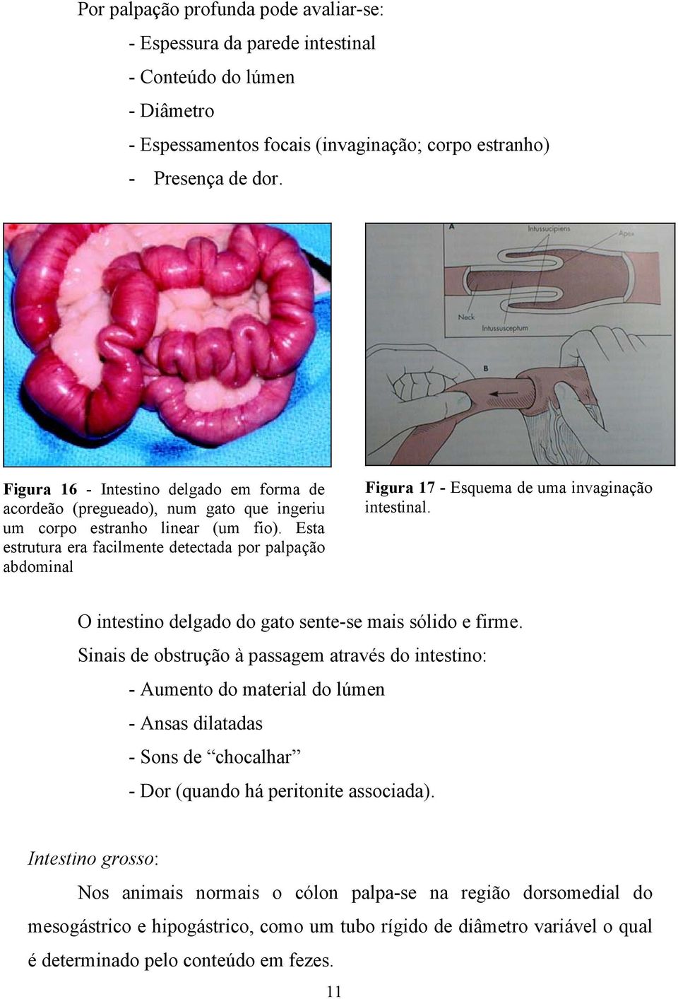 Esta estrutura era facilmente detectada por palpação abdominal Figura 17 - Esquema de uma invaginação intestinal. O intestino delgado do gato sente-se mais sólido e firme.