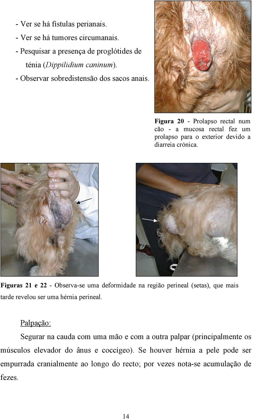 Figuras 21 e 22 - Observa-se uma deformidade na região perineal (setas), que mais tarde revelou ser uma hérnia perineal.