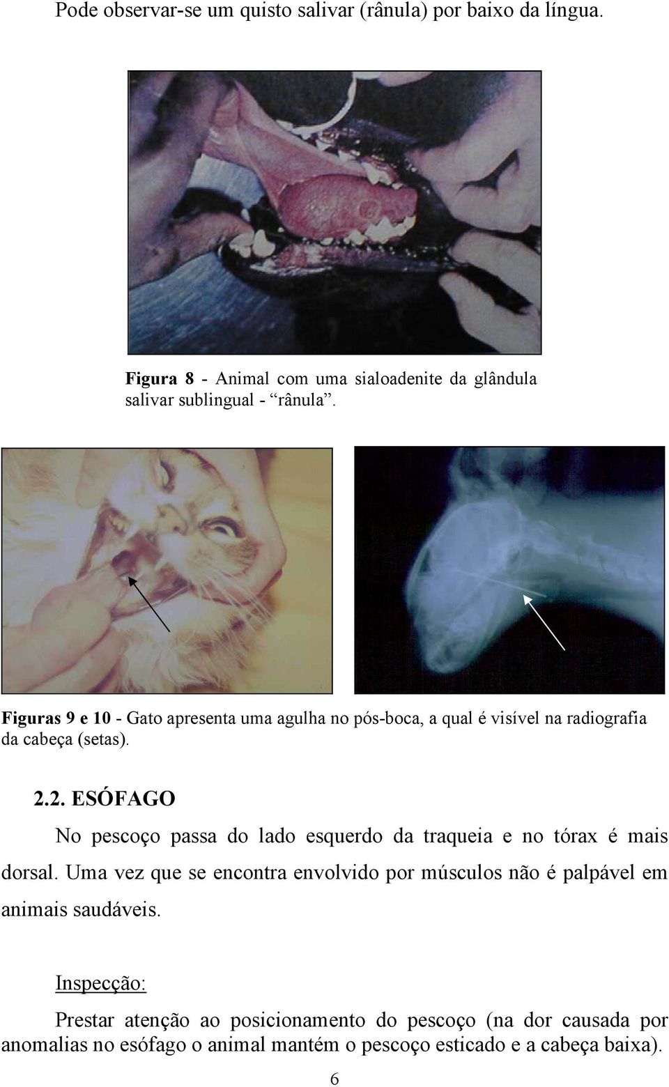 2. ESÓFAGO No pescoço passa do lado esquerdo da traqueia e no tórax é mais dorsal.