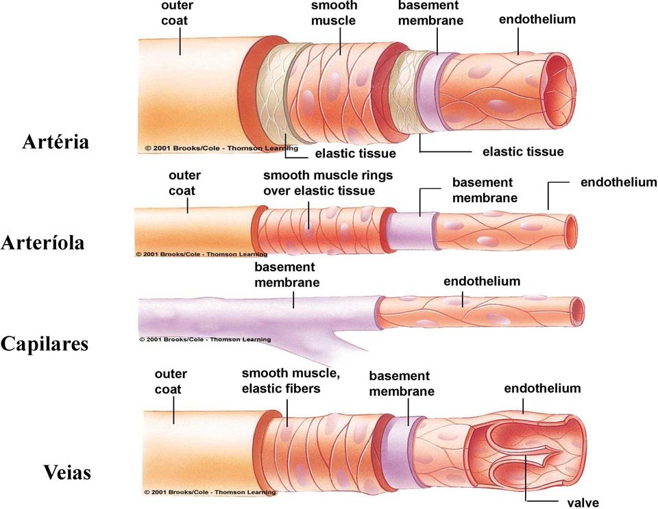 basement membrane endothelium Arteríola basement membrane endothelium