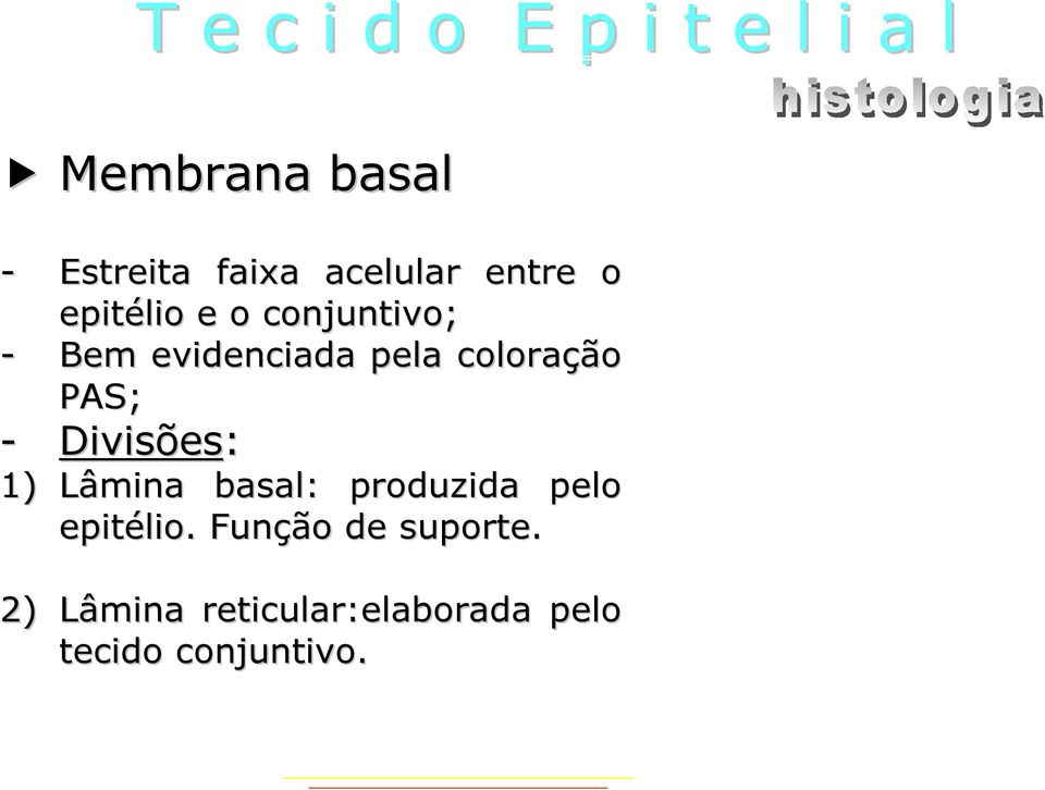 Divisões es: 1) Lâmina basal: produzida pelo epitélio.