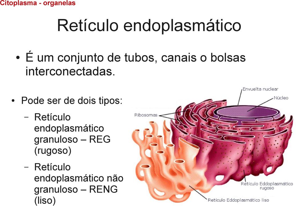 Pode ser de dois tipos: Retículo endoplasmático