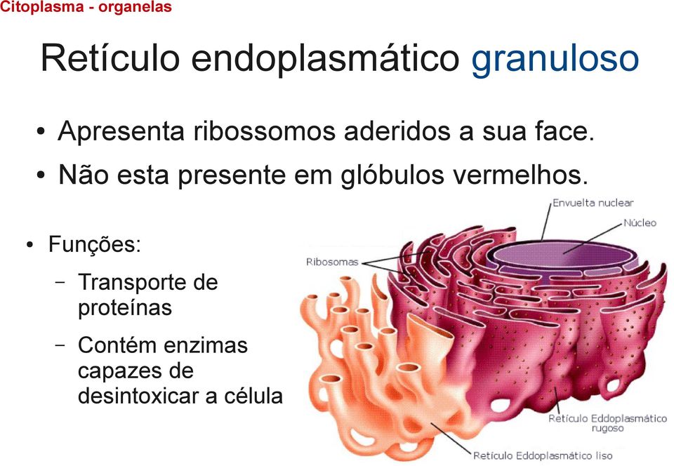 Não esta presente em glóbulos vermelhos.