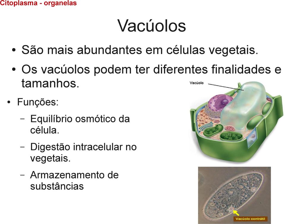 tamanhos. Funções: Equilíbrio osmótico da célula.