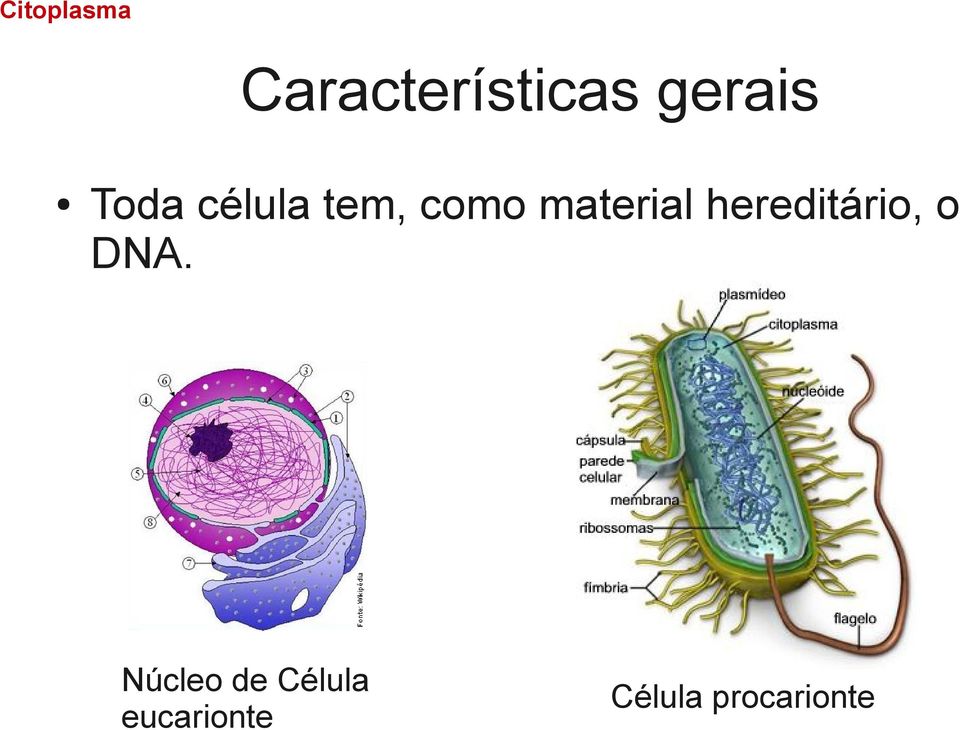 material hereditário, o DNA.