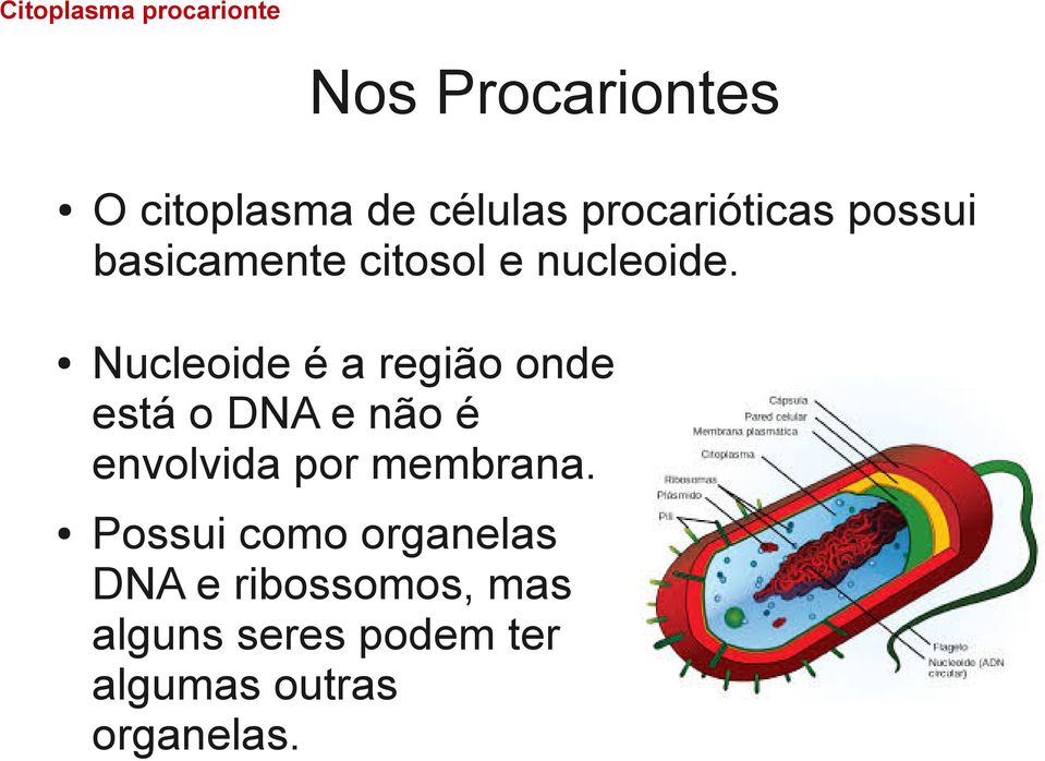 Nucleoide é a região onde está o DNA e não é envolvida por membrana.