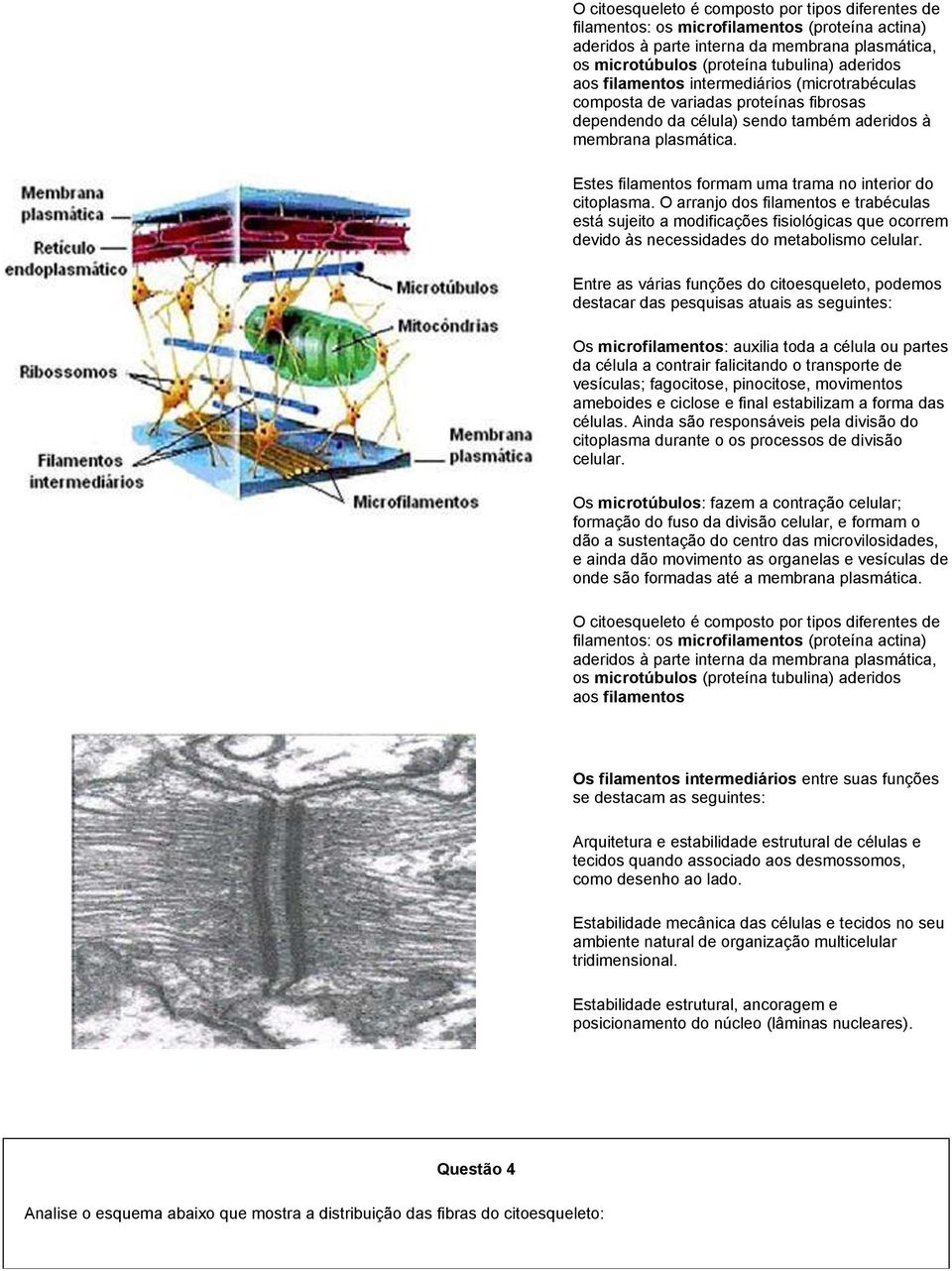 Estes filamentos formam uma trama no interior do citoplasma. O arranjo dos filamentos e trabéculas está sujeito a modificações fisiológicas que ocorrem devido às necessidades do metabolismo celular.