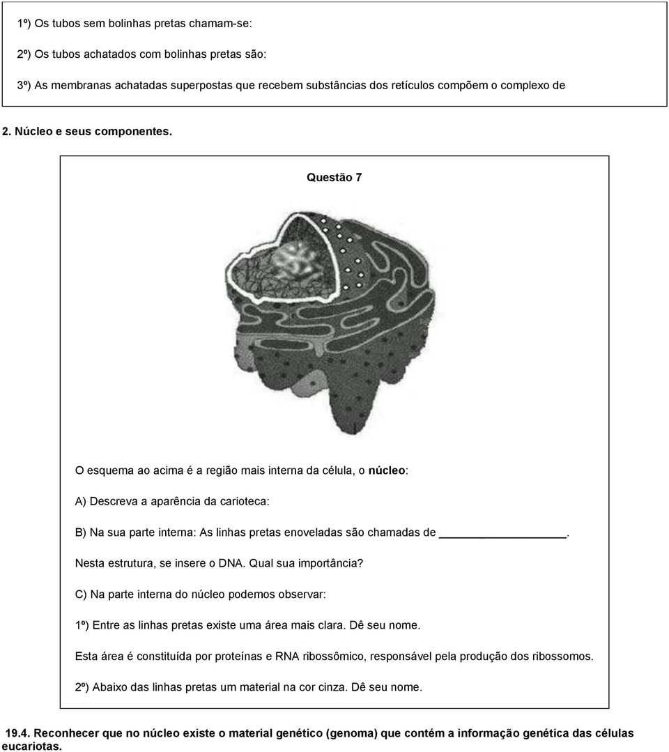 Questão 7 O esquema ao acima é a região mais interna da célula, o núcleo: A) Descreva a aparência da carioteca: B) Na sua parte interna: As linhas pretas enoveladas são chamadas de.