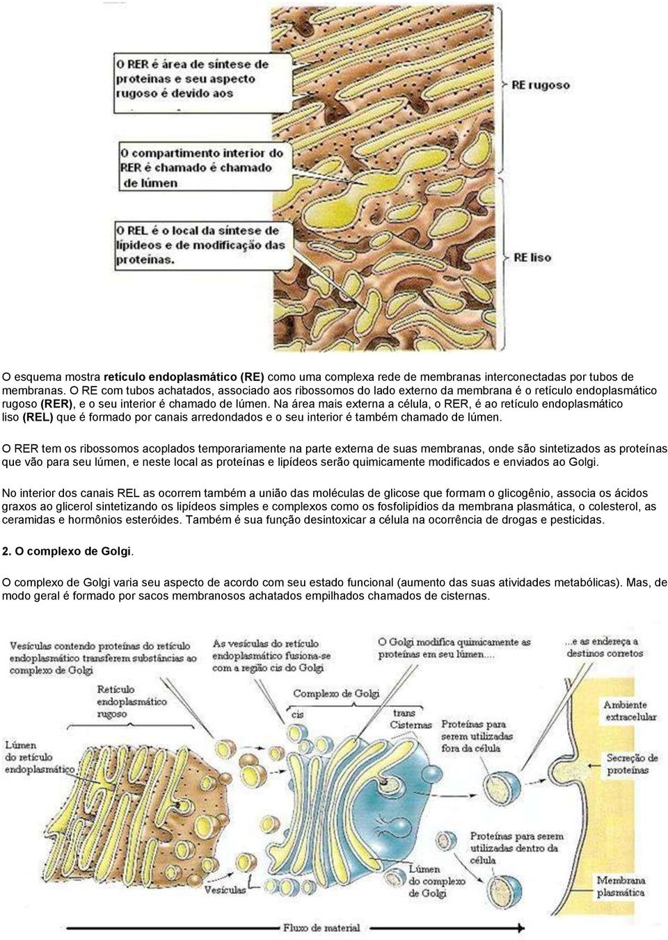 Na área mais externa a célula, o RER, é ao retículo endoplasmático liso (REL) que é formado por canais arredondados e o seu interior é também chamado de lúmen.