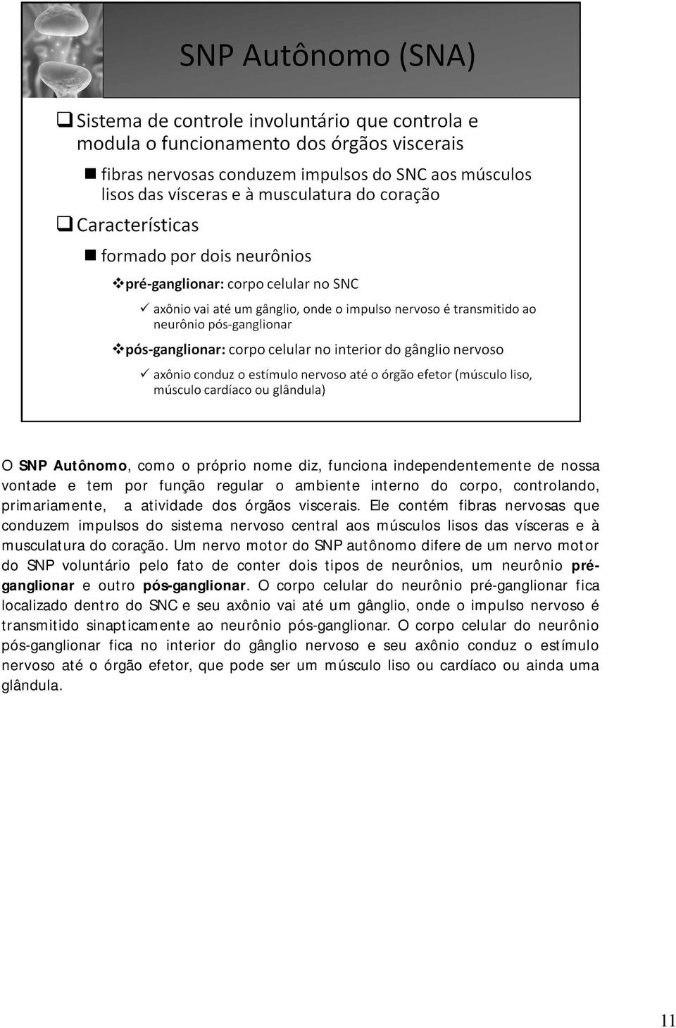 Um nervo motor do SNP autônomo difere de um nervo motor do SNP voluntário pelo fato de conter dois tipos de neurônios, um neurônio préganglionar e outro pós-ganglionar.