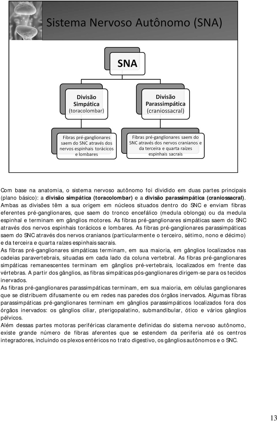 gânglios motores. As fibras pré-ganglionares simpáticas saem do SNC através dos nervos espinhais torácicos e lombares.