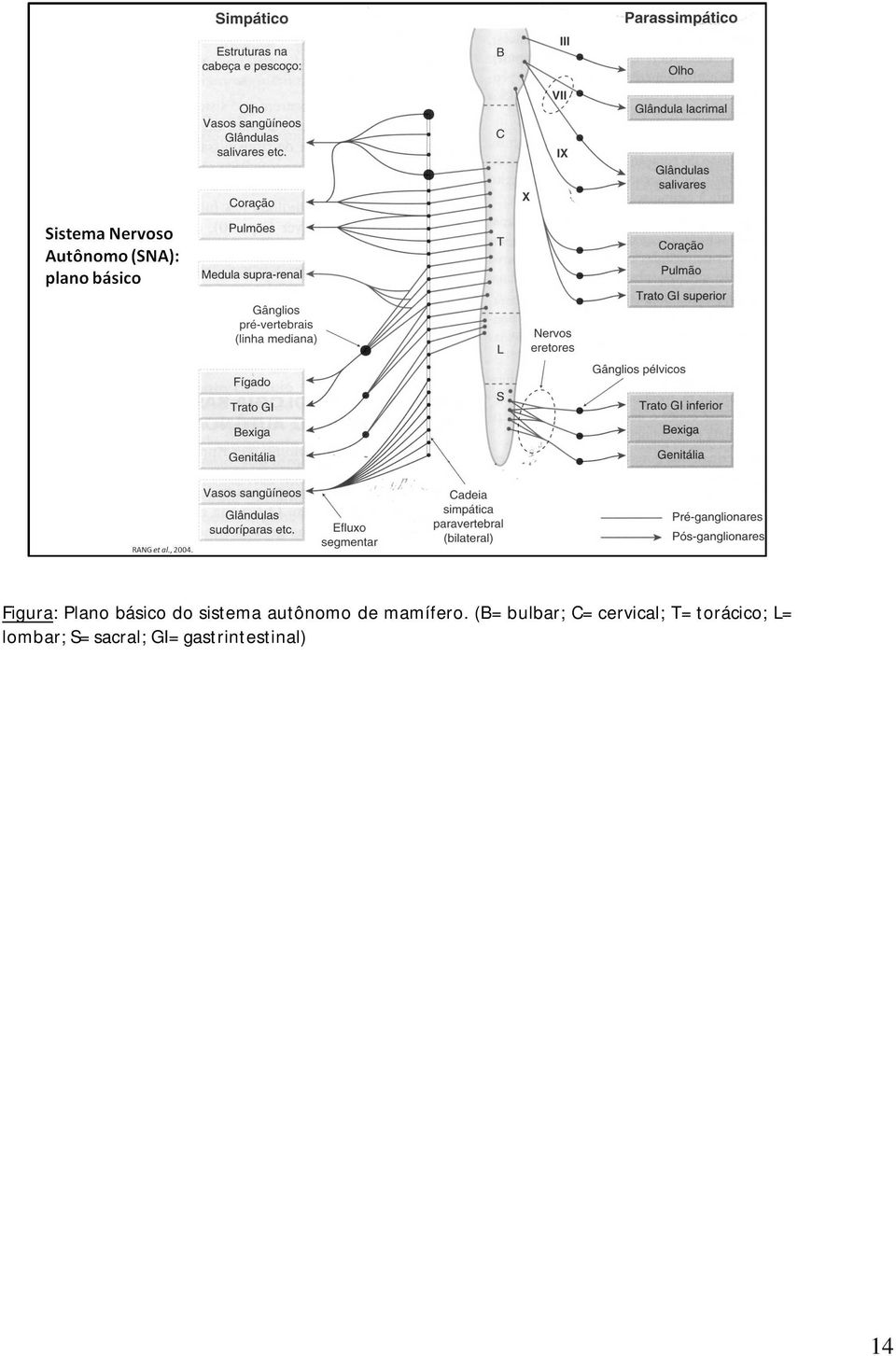 (B= bulbar; C= cervical; T=