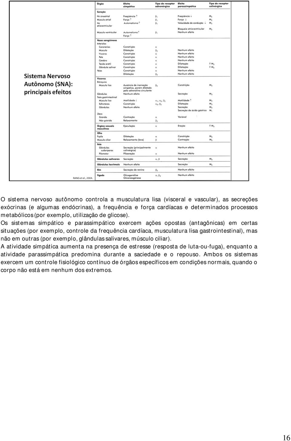 Os sistemas simpático e parassimpático exercem ações opostas (antagônicas) em certas situações (por exemplo, controle da frequência cardíaca, musculatura lisa gastrointestinal), mas não em outras