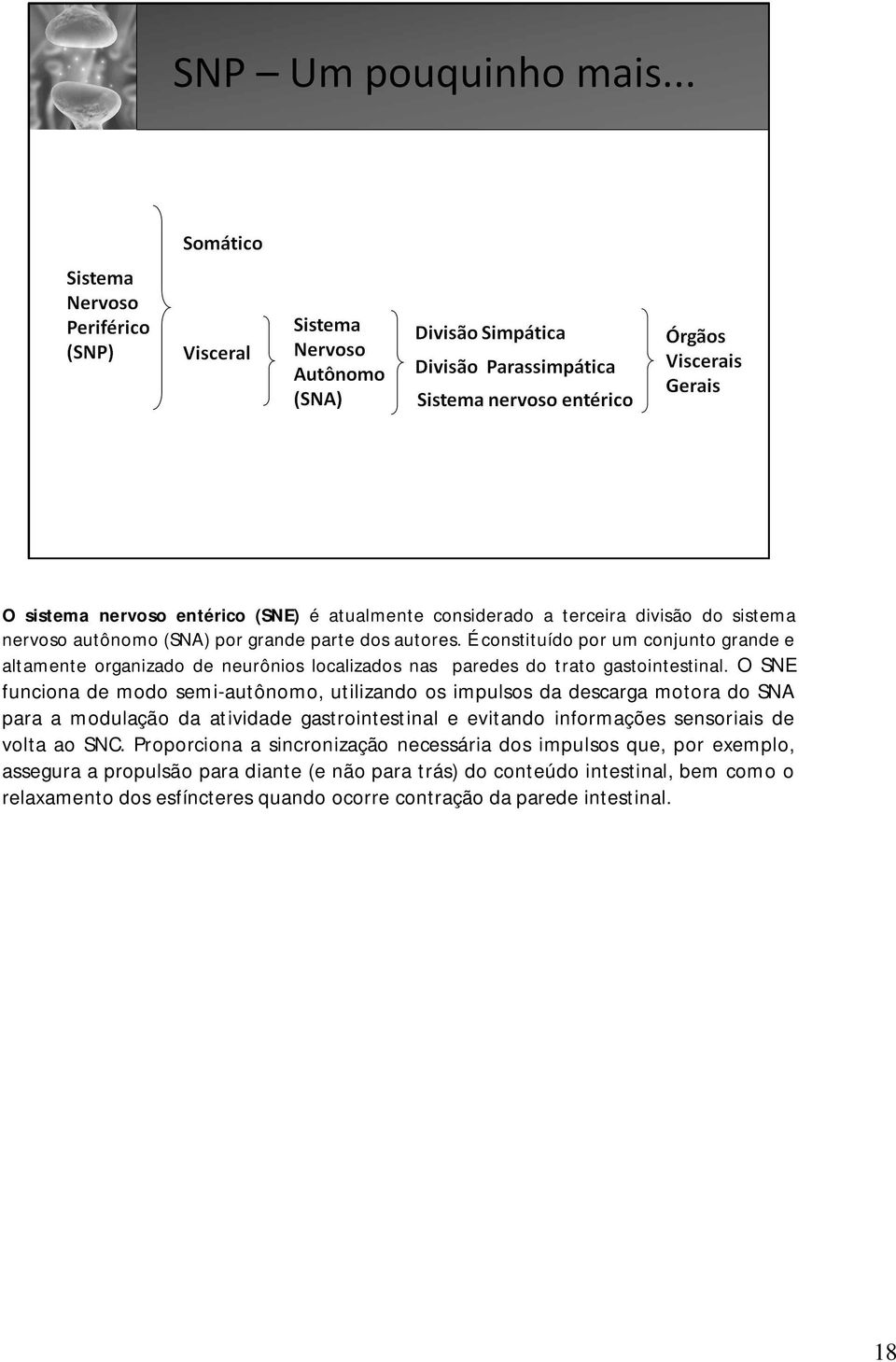 O SNE funciona de modo semi-autônomo, utilizando os impulsos da descarga motora do SNA para a modulação da atividade gastrointestinal e evitando informações sensoriais de