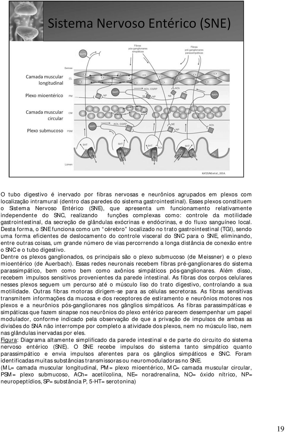 da secreção de glândulas exócrinas e endócrinas, e do fluxo sanguíneo local.